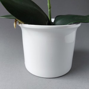 May include: A white ceramic planter with a green orchid plant. The plant has long, dark green leaves and a single stem with a white flower.