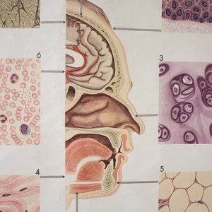 Original school chart / poster / wall map pull down / vintage wall decoration / the cell organs Germany 50s image 2