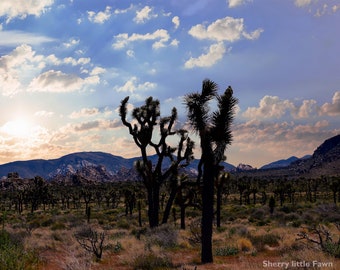 Joshua Tree National Park, Fine Art Fotografie Druck, Dämmerung, Kalifornien, Landschaft, original, ungerahmt, Kostenloser Versand