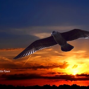 Sunset Seagull 8 x10 Fine Art photography Print on glossy paper