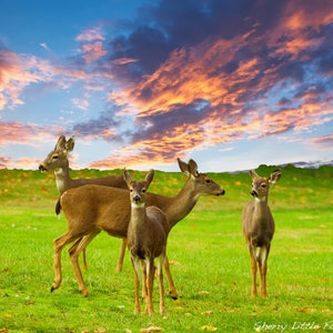 Little Fawn Field-fauna selvatica-Cervi-nello stato di Washington Fotografia d'arte Stampa su carta lucida senza cornice