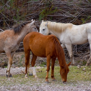 Baiser secret, réserve de chevaux sauvages de Salt River, mustangs sauvages de l'Arizona, tirage photographique d'art 8 x 10, sans cadre sur papier glacé,