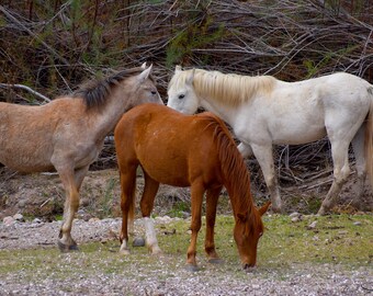 Secret Kiss, Salt River Wildpferdeschutzgebiet, Wild mustangs in Arizona, Fine Art Photograpy Print 200x300, ungerahmt auf Hochglanzpapier
