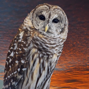 Barred Owl portrait, owl photography print 8x10, wildlife photography, unframed, Colorado photography, Free shipping