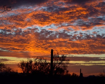 Sonnenuntergang in der Wüste von Arizona- Phoenix,Arizona 8x10 Fotografie auf Hochglanzpapier
