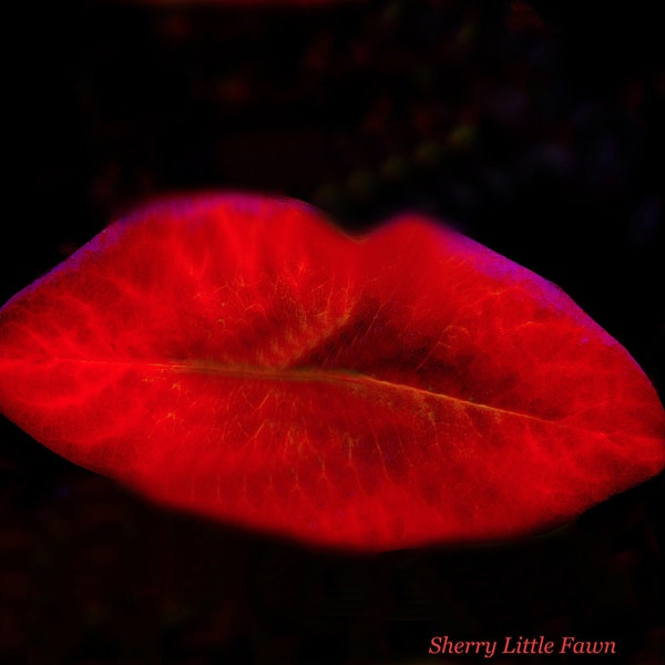 Flower Lips, Fine Art Photography Print,  Unframed, Red flower, Original, nature, Free shipping