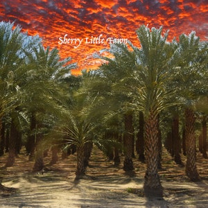 Date Palm Tree Garden 8 x 10 fine art photography on glossy paper, Unframed, Free shipping in the US