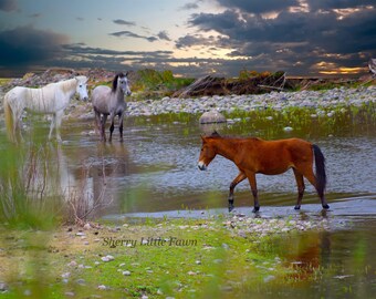&quot;Geheimer Pfad&quot; Salt River Wildpferdeschutzgebiet in Airzona, Fine Art Fotografie, 8x10 ungerahmt auf Hochglanzpapier, kostenloser Versand in den USA