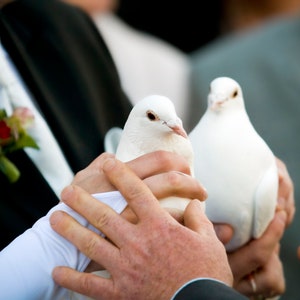 Boutonniere Corsage Magnets image 6