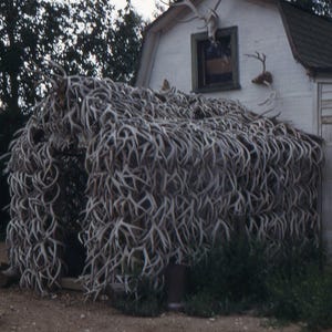 May include: A small, rectangular structure completely covered in a dense, interlocking layer of light-coloured, natural deer antlers. The structure features an open arched entrance and is positioned against the side of a white, barn-style building.