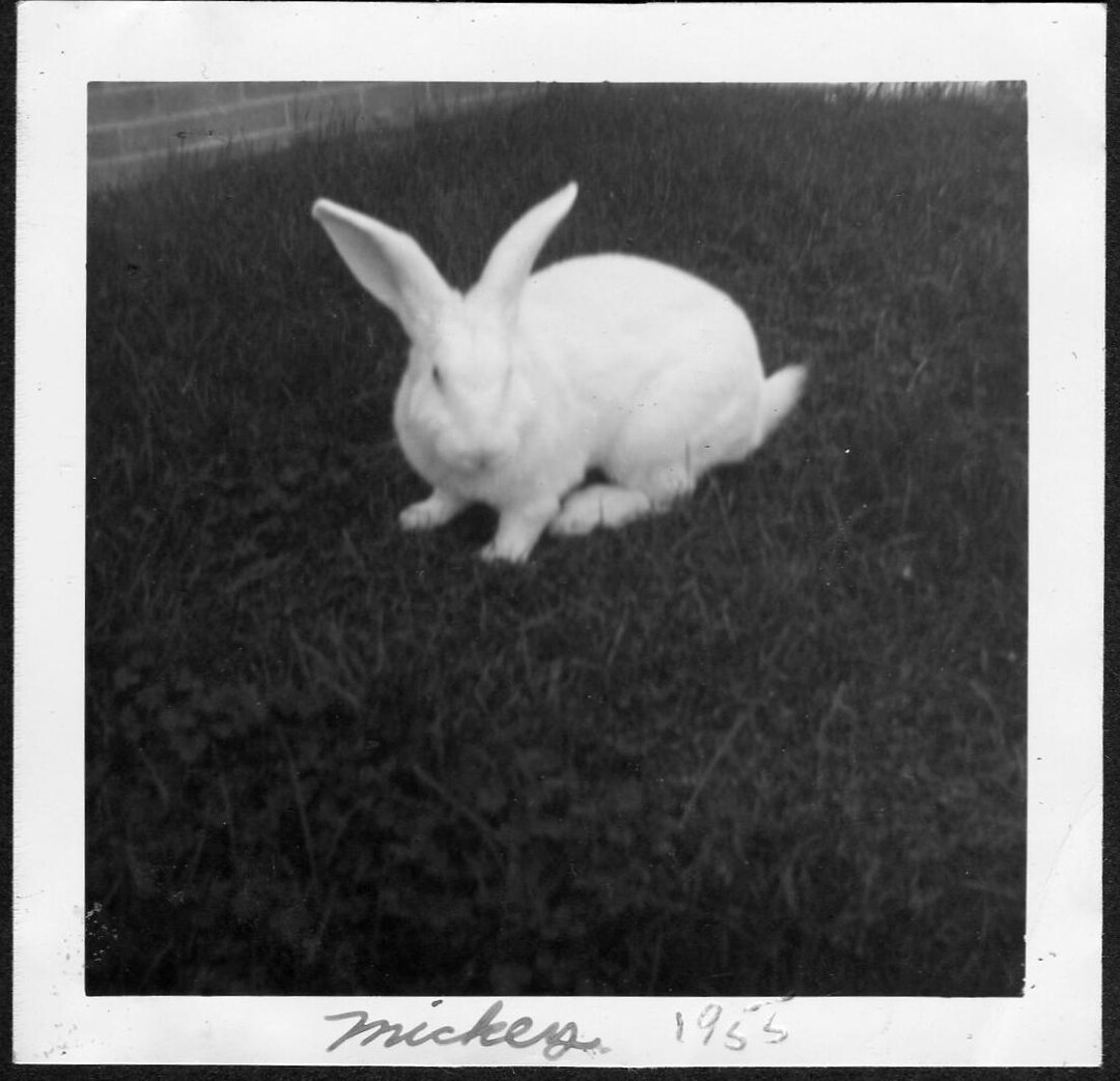 Classic Rabbit Picture Vintage Snapshot Photo of White Rabbit in the Front Yard 1955, Original ...