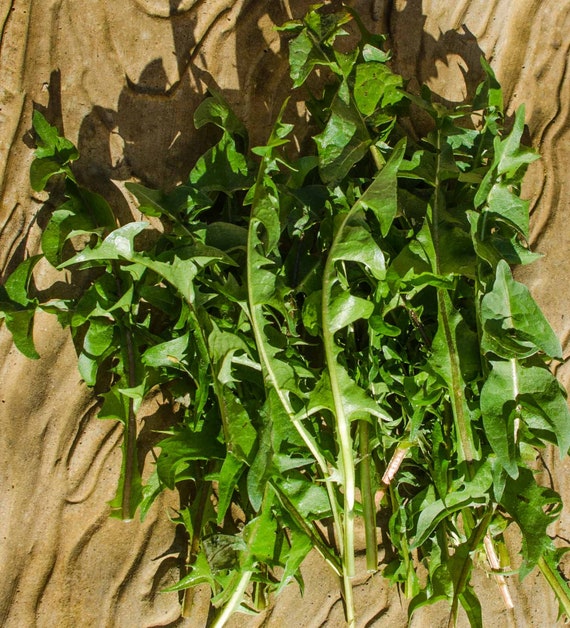Freshly picked organic dandelion leaves. Edible for humans and Etsy
