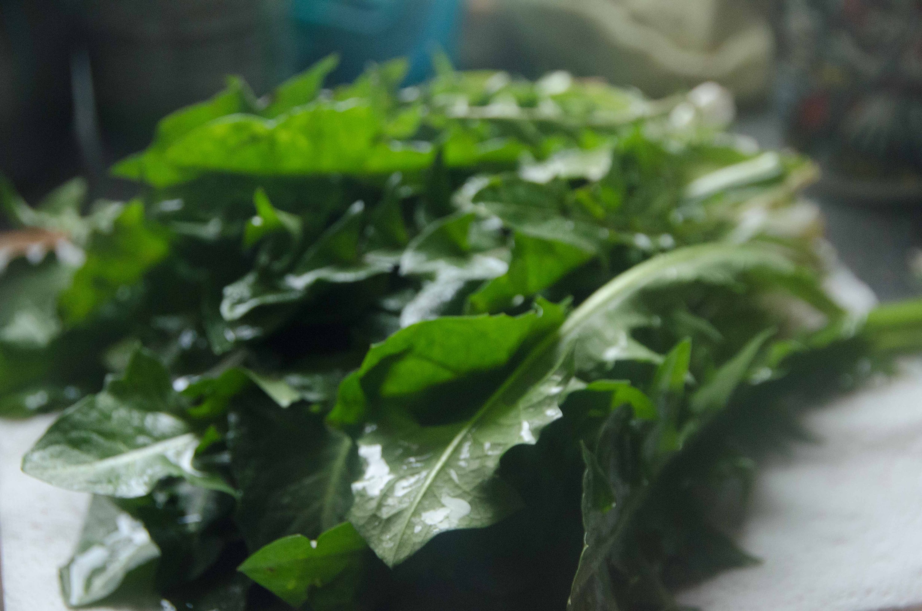 Freshly Picked Organic Dandelion Leaves Edible For Humans And Animals 