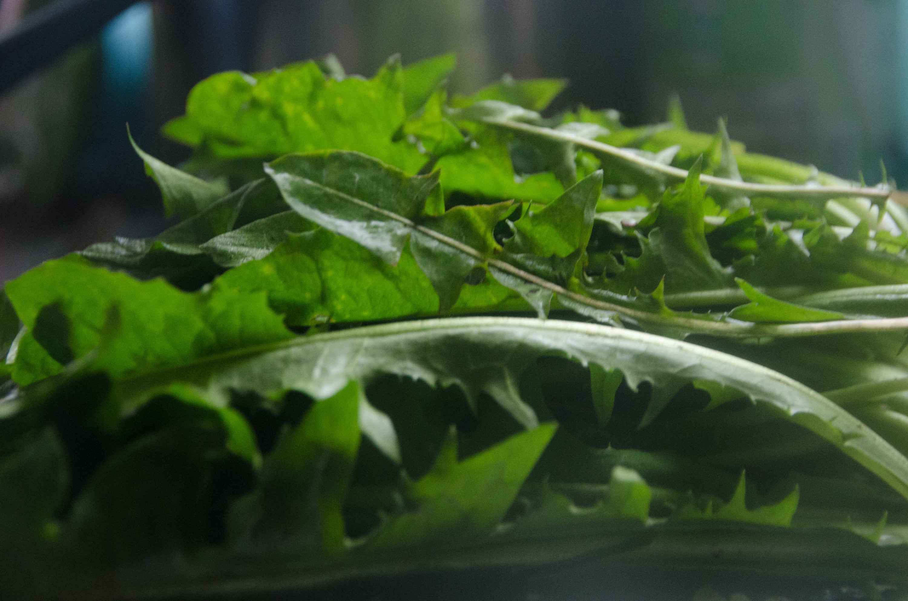 freshly-picked-organic-dandelion-leaves-edible-for-humans-and-animals