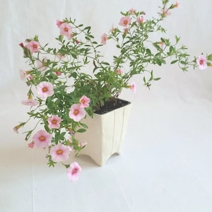 Small square ceramic planter with 4 pointed feet. Shown in white, potted with flowering plant