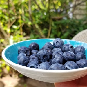 teal blue dish with blueberries. Side veiw