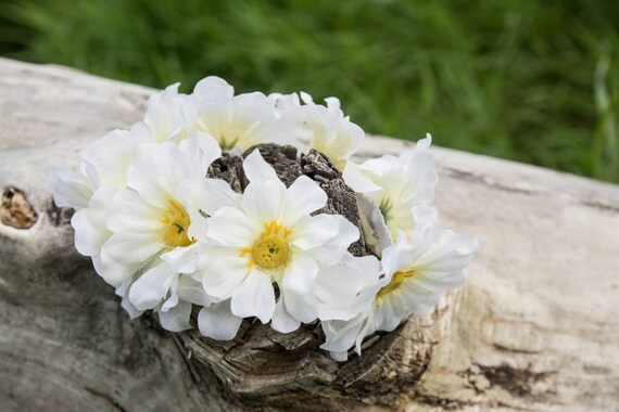 baby daisy flower