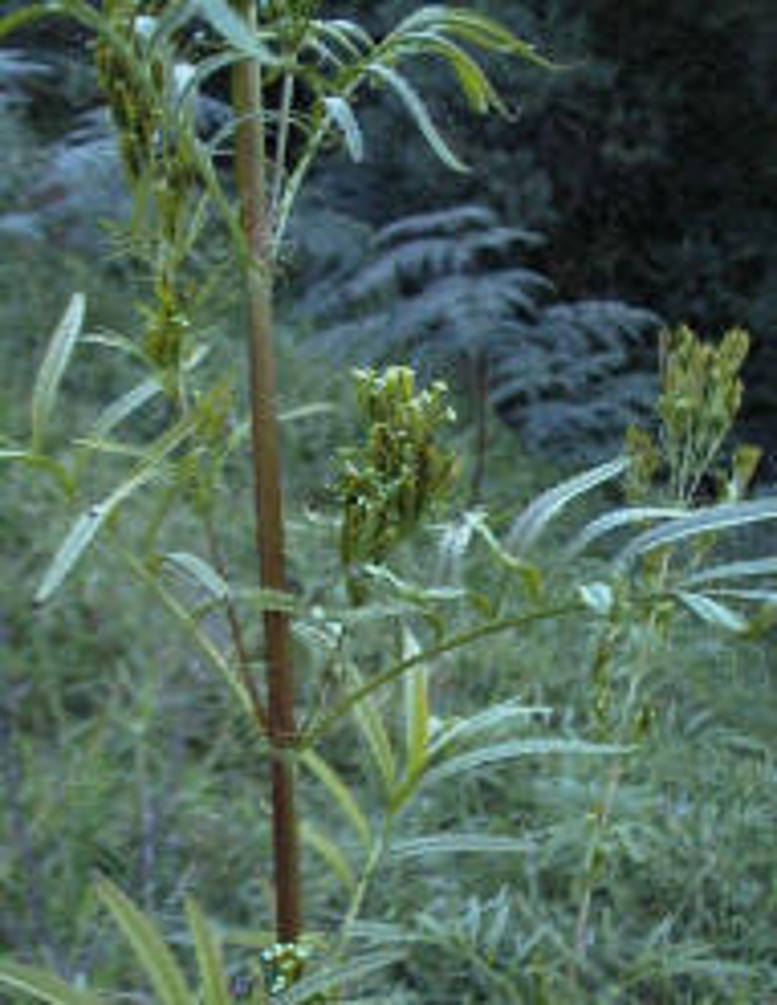 50 Seeds Huacatay Minty Herb From Peru Also Known As - Etsy