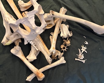 Randomized 5 piece set of bones