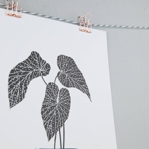 A3 art print, begonia plant in decorative pot image 2