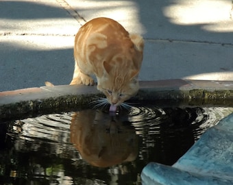 Thirsty Kitty Drinks from Fountain, kitty, cat, cat lovers, fountain, water, Italy, orange, cards, animal lover, wall art, decor, gifts