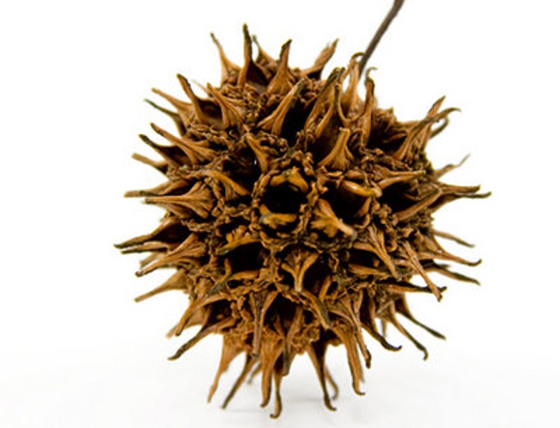 Sweet Gum Tree Seed Pods Set of 15 Mississippi Sweet Gum ...