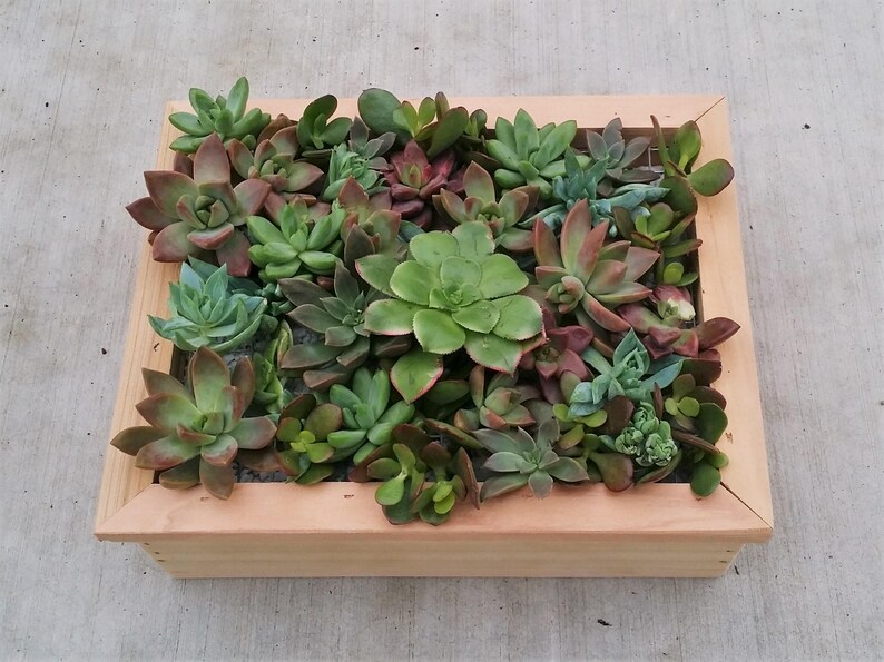 Cedar Living Wall Picture Frame Planter 8 X 10 Succulent Vertical Box Hanging