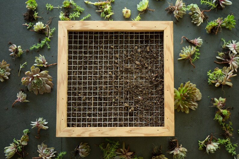 Cedar Living Wall Picture Frame Planter 11 Or 17 Succulent Vertical Box Hanging Plan