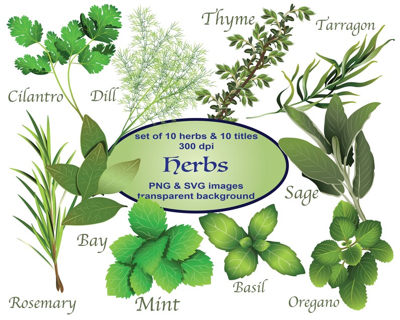 Herbs Clipart Plants Clipart SVG Clipart Food Clipart PNG Etsy