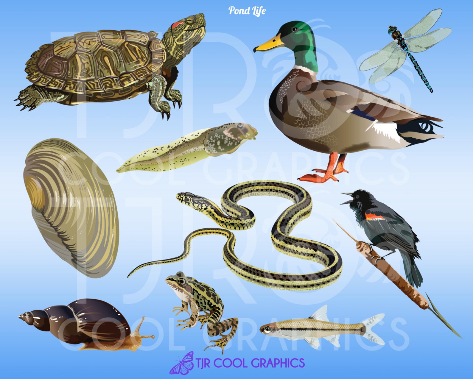Pond Life Animals Clip Art SVG Clipart Fish Clipart Birds | Etsy