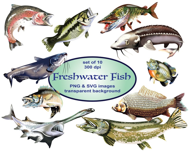 Download Freshwater Fish Digital Realistic Clip Art SVG Printable ...