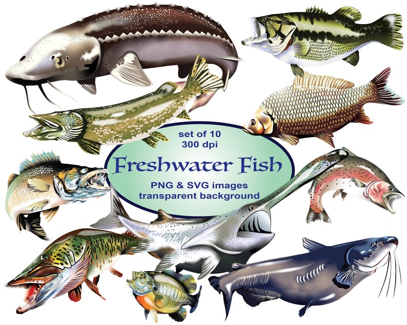 Freshwater Fish Digital Realistic Clip Art SVG Printable Etsy