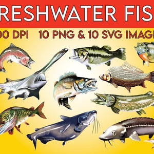 Freshwater Fish -  Singapore