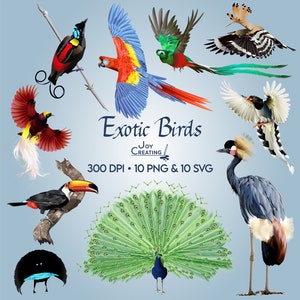 Exotic Birds Clipart, Animals Clipart, SVG Clipart, Peacock Clipart