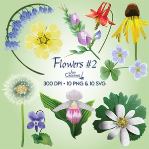 Wildblumen Clipart, Blumen Clipart, SVG Clipart, PNG, Werbung, Akelei, Löwenzahn, Frauenschuh, violett, Glockenblumen, Lehrer!