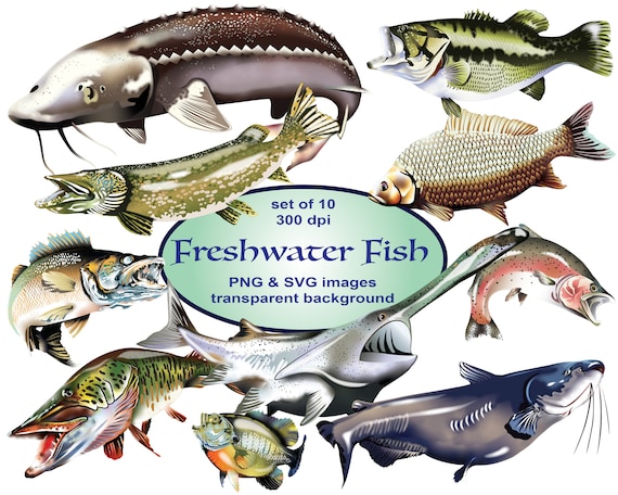 Download Fishing Clipart Svg Clipart Fishing Lures Sports Clipart Etsy