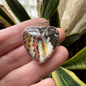 May include: Heart-shaped pendant with a silver-colored frame. The pendant features a section of a butterfly wing, showcasing a pattern of red, white, black, and tan colors. The pendant has a small loop at the top for a chain.