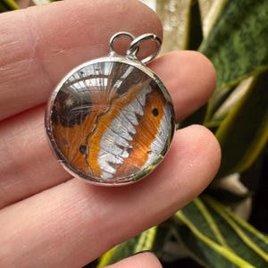 May include: A round silver pendant featuring a preserved butterfly wing. The wing displays a pattern of orange, white, and brown hues, encased in a clear, protective layer. The pendant has a loop for a chain.