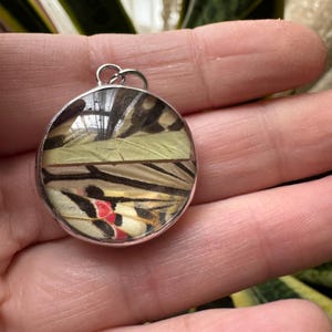 May include: A round silver pendant featuring a section of a butterfly wing. The wing displays a pattern of black, cream, red, and yellow. The pendant has a silver bail for attaching to a chain. The pendant is held in a hand.