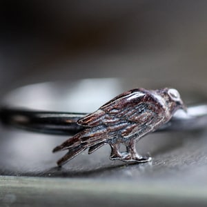 May include: A silver ring with a detailed raven design. The raven is perched on the ring band and has a dark brown finish.