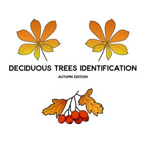 May include: Illustration of deciduous trees with leaves in shades of yellow and orange. The text "DECIDUOUS TREES IDENTIFICATION AUTUMN EDITION" is below the leaves.