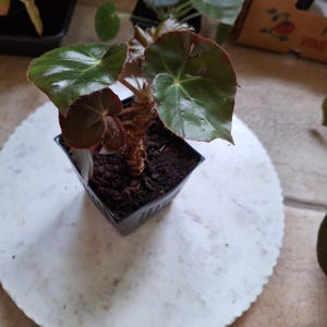 Beefsteak Begonia, Begonia erythrophylla well-rooted giant starter plant, 4” pot, live plant