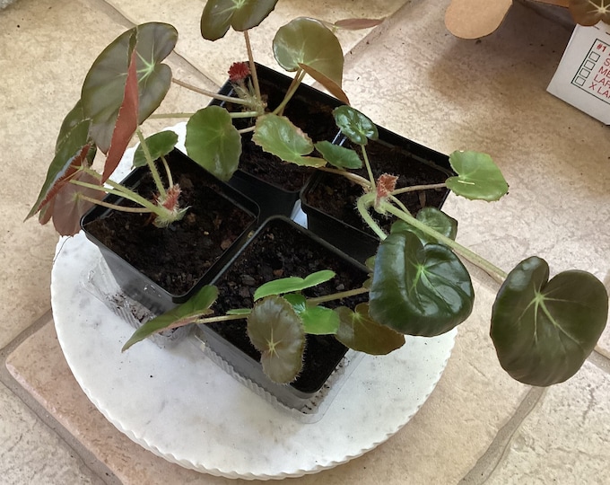 Beefsteak Begonia, Begonia Erythrophylla Well Rooted Live One Bare Root
