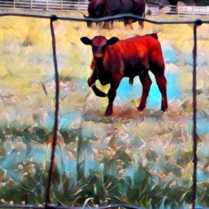 Baby Bull