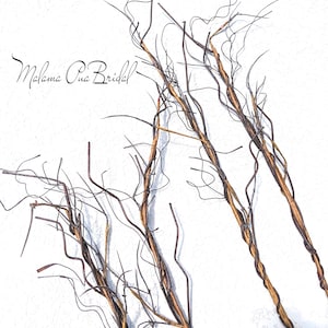 May include: Decorative branches with thin, dark brown stems and delicate, twig-like offshoots. Some stems have a twisted, rope-like appearance. The text "Malama Oua Bridal" is visible in the upper left corner. The branches are set against a white background.
