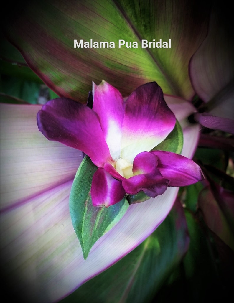 Bridal hair piece Purple dendrobium Wedding hair accessory Beach Wedding hair clip Tropical flower Hawaiian flower SILK ORCHID HAIR Pin