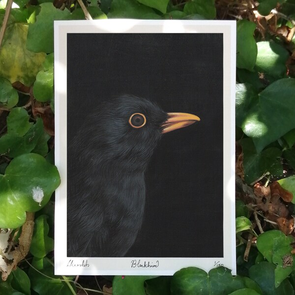 Blackbird Print - Etsy Australia