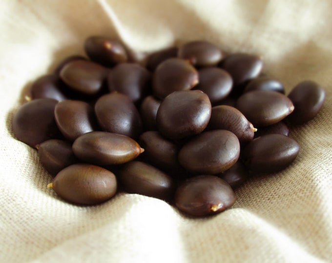 40 Kentucky Coffeetree Beans. Coffee Tree Seeds. Etsy