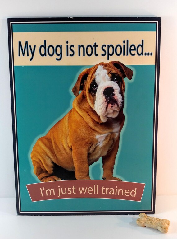 Why Is My Dog Spoiled