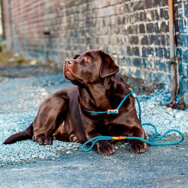 Dog Slip Lead / Moxon Lead in turquoise-golden-yellow | strong adjustable Dog Leash made of rope with integrated Antler stop and collar Ø8mm